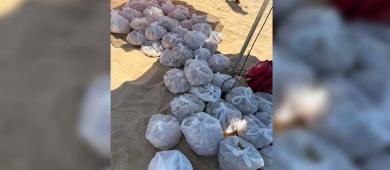 Semar y Profepa recuperan unos 10 mil huevos de tortuga golfina en BCS