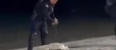 Tras polémica por tortuga en el malecón, plantean capacitar a policías en manejo de fauna