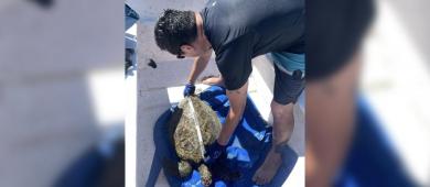 Recibe proyecto de investigación de la UABCS mención honorífica nacional por su contribución a la conservación de tortugas marinas